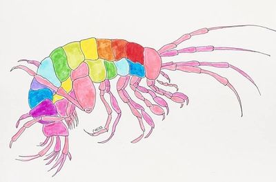 Hay’s Spring Amphipod by Carolina Mayorga