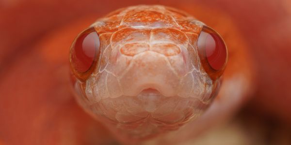 Close-up of an orange snake's face with striking red eyes.