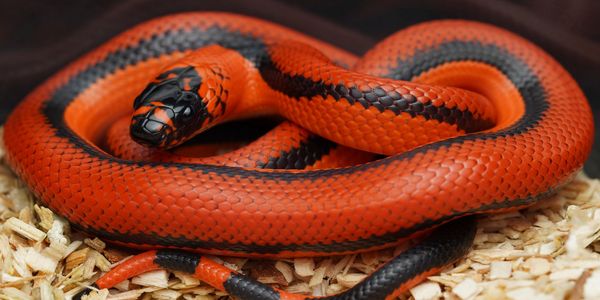Bright red and black snake coiled on wood chips.