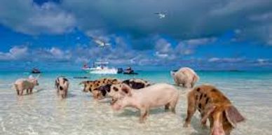 Come Swim with the Pigs