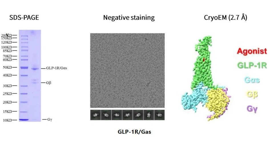 Can I drink alcohol on weight loss medications? - AOL