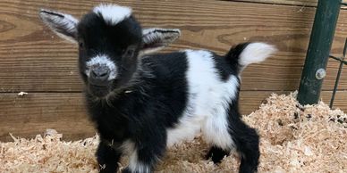 Nigerian Dwarf Baby Goat