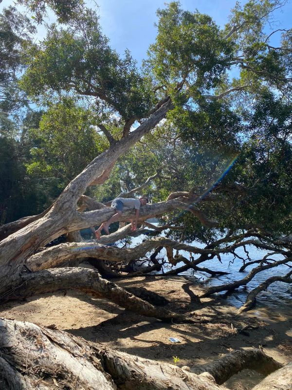 Person lying on a large tree branch by the water.