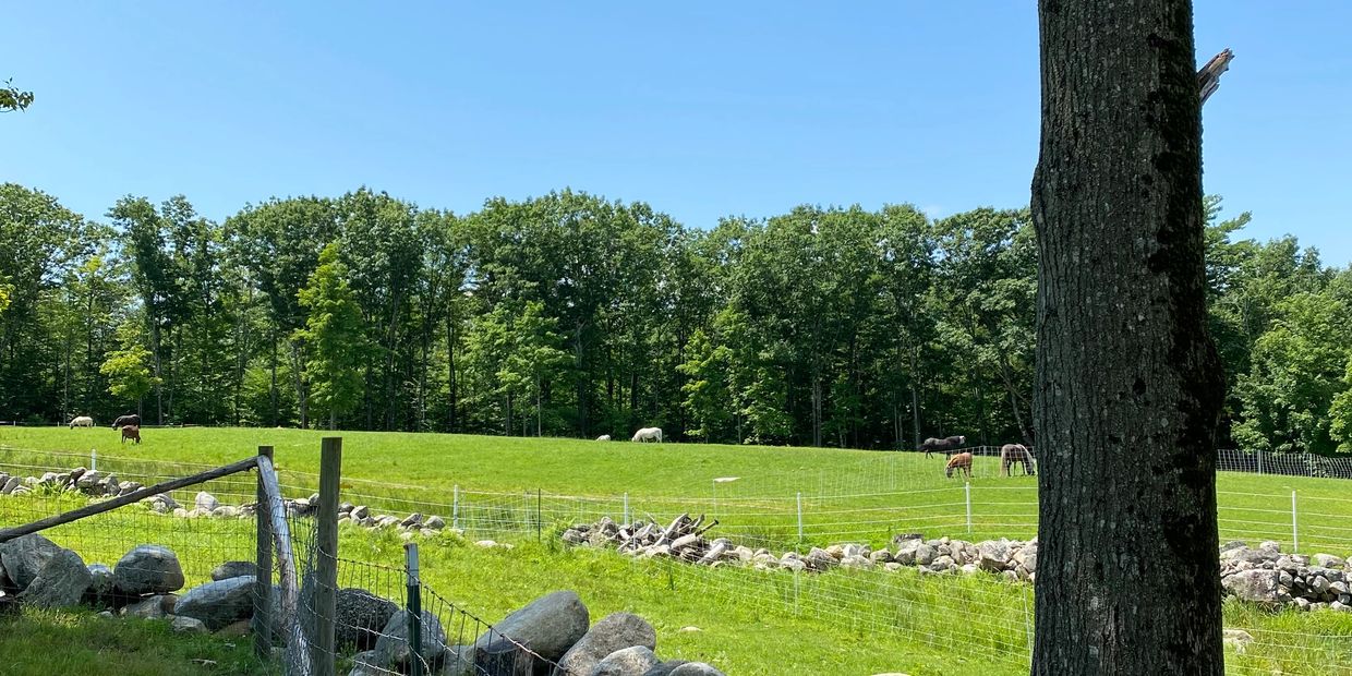 The Back Field at Wethering Heights Farm.