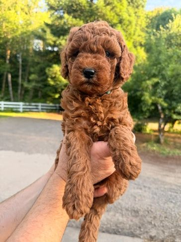 A curly brown puppy being held outdoors.