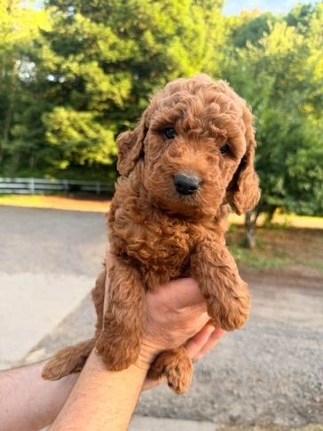 A person holding a small, curly-haired brown puppy outdoors.