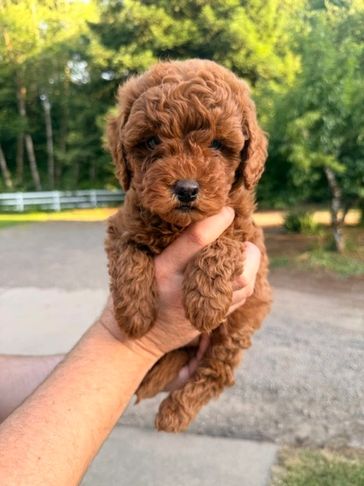 Small brown curly-haired puppy held in one hand outdoors.