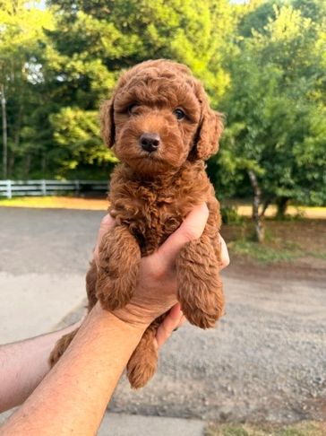 A fluffy brown puppy being held outdoors.