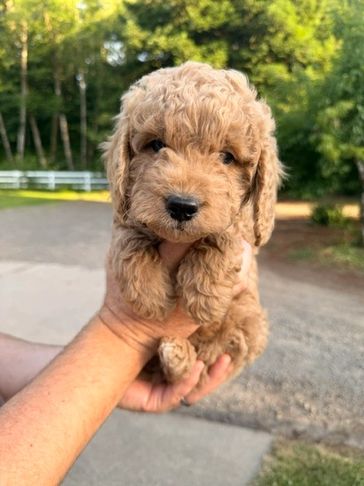 Small fluffy puppy being held outdoors.
