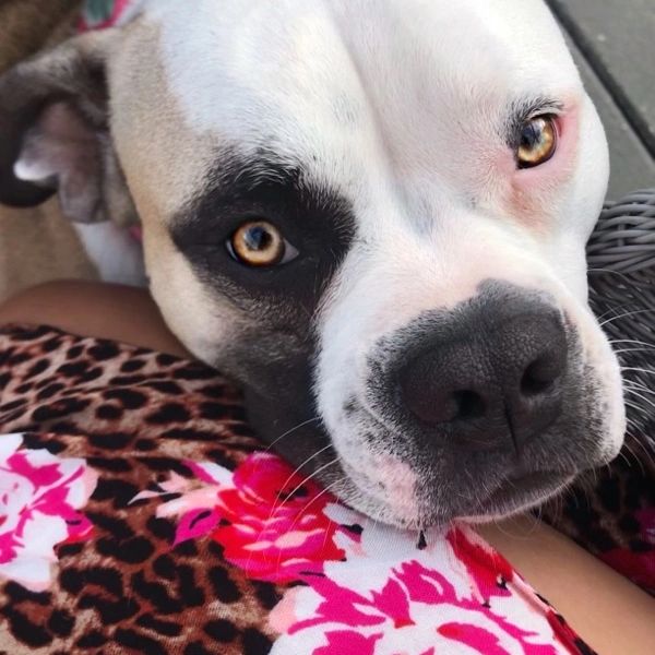 A sweet Pitt bull with stunning golden eyes, resting her head in the lap of a young woman wearing a 