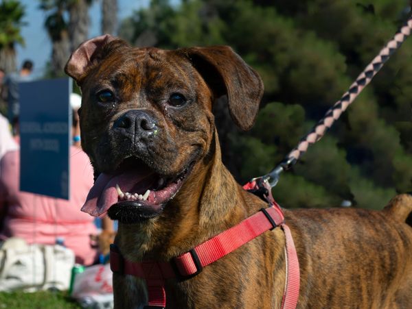Happy brown brindle dog with a red harness and leash outdoors.