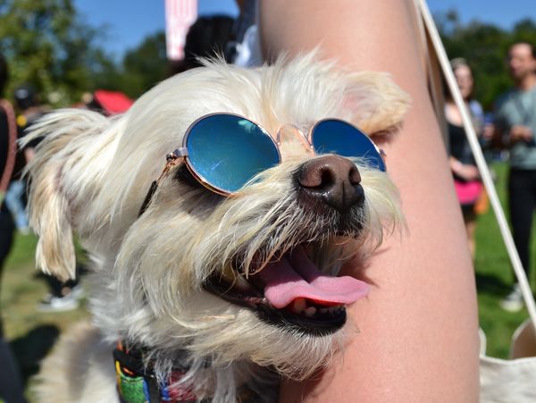 Happy dog wearing blue round sunglasses outdoors on a sunny day.
