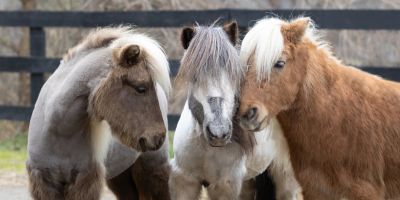 Three miniature horses with distinct manes standing close together.