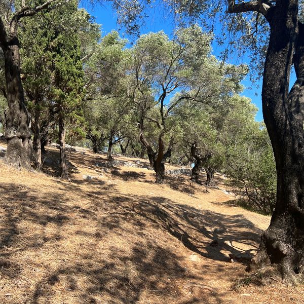 Olive Tree forrest