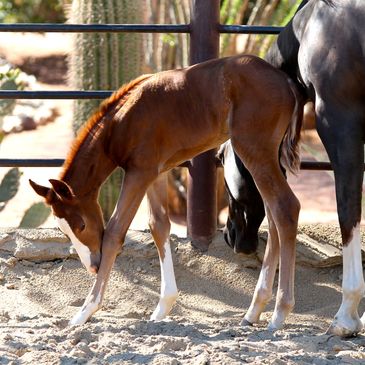 Foal, Smart Chic Olena, AQHA, Horse, Horse Horse Boarding