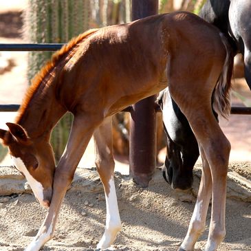 Foal, Smart Chic Olena, AQHA, Horse, Horse Horse Boarding