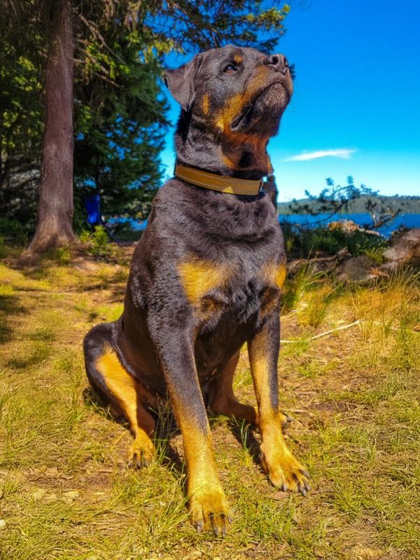 A proud Rottweiler sitting outdoors on a sunny day near a lake.