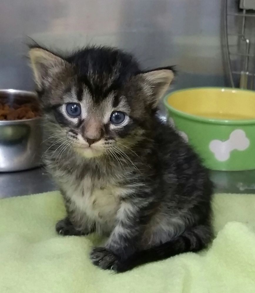 Cute chubby kitten with green water dish. Animal photos on this site are clinic patients.