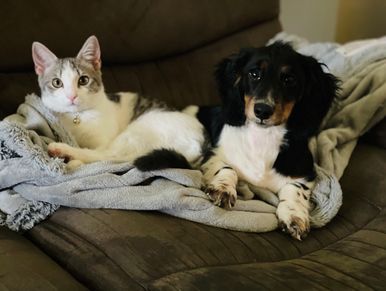 Cat and dog lounging on a blanket  on a couch.