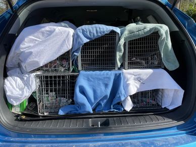 Wire traps covered with towels in the back of an SUV transporting community cats for S/N surgery.