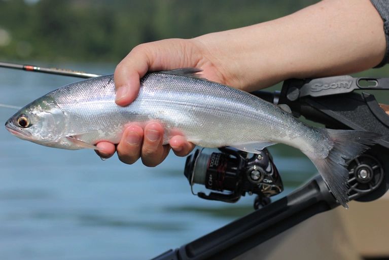 Kokanee Tackle