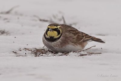 A horned lark sitting on snowy ground, blending with the winter landscape.