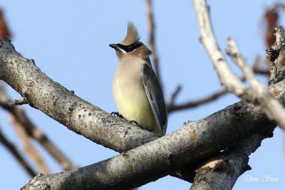 A cedar waxwing bird perched on a tree branch against a clear sky.