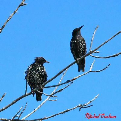Two black and white speckled birds perched on tree branches against a clear blue sky.