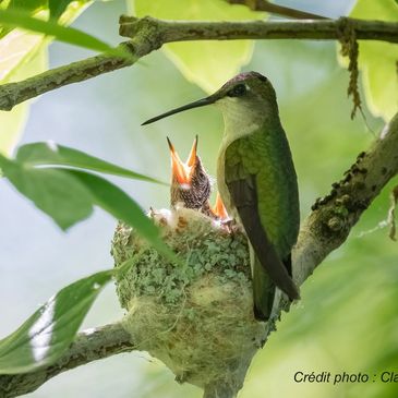 COC Claude Fortin Colibris à gorge rubis