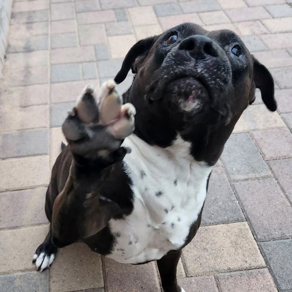 A black and white dog raising its paw on a paved surface.