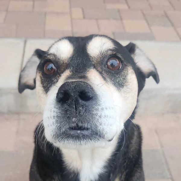 Close-up of a curious dog with wide eyes and black-and-white fur.