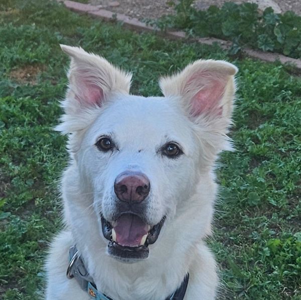 White dog with perky ears sitting on grass, looking happy.