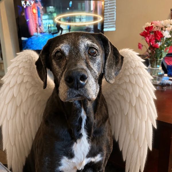 Dog with angel wings and a halo edited on.