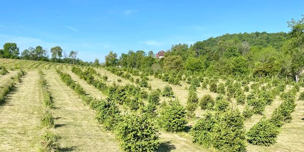 At Goose Hollow Christmas Tree Farm, we take great care in the selection, planting, and nurturing of
