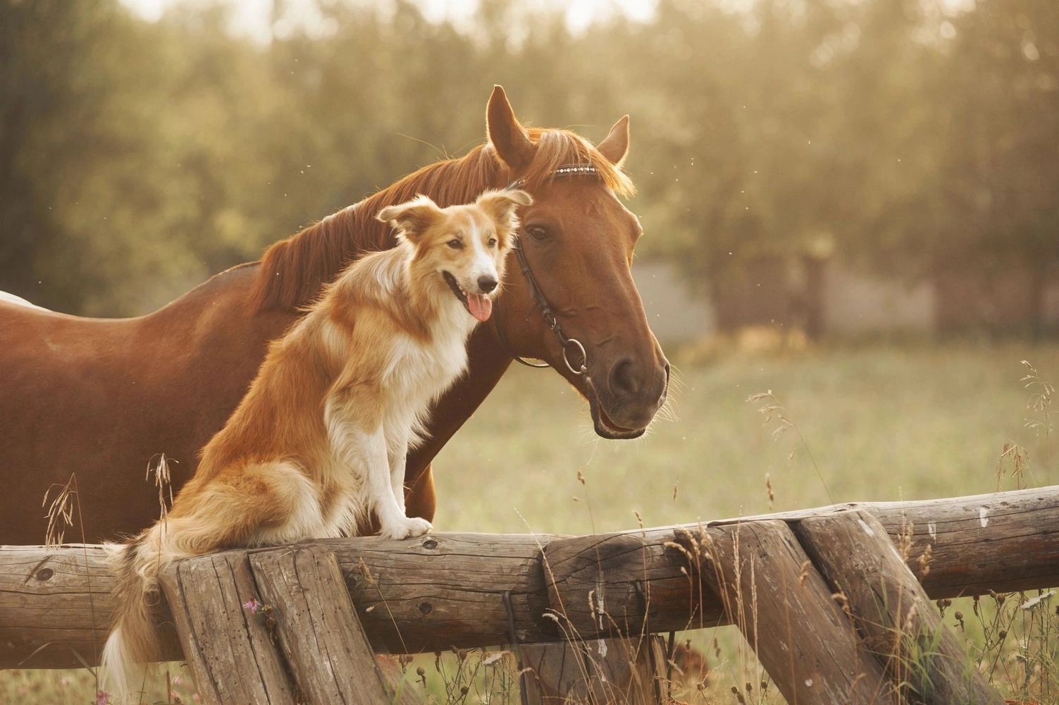 hope equine products
herbs for horses and dogs
colic in horses
cushing in horses
hoof
bute
glucosami