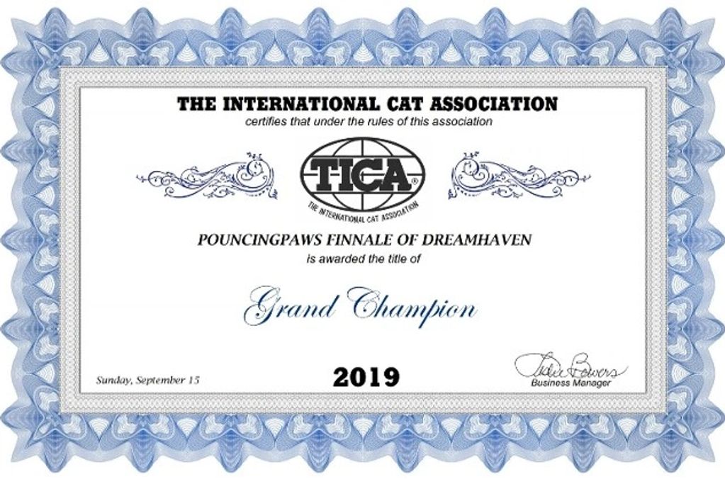 TICA Grand Champion Award