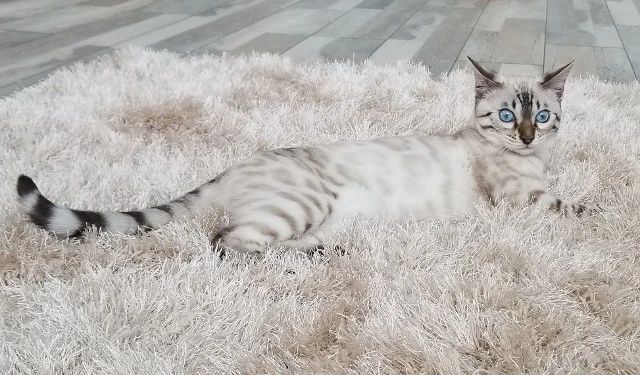 Blue Eyes Snow Seal Lynx Bengal Cat On A Furry Cream Rug