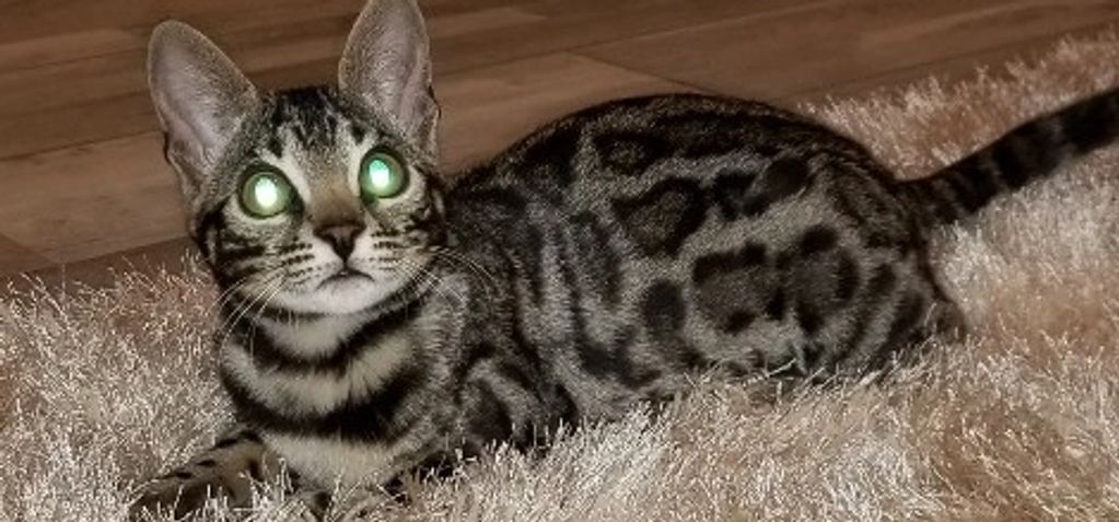 Brown Spotted and Rosetted F2 Bengal Cat on Cream Furry Rug