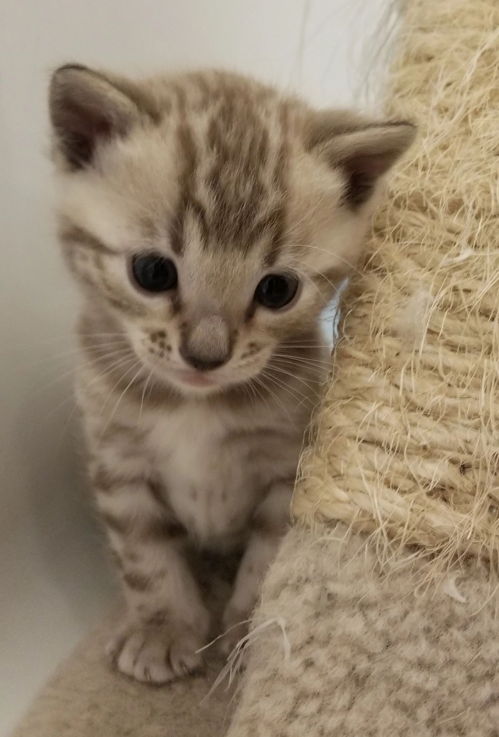 What is a Backyard Breeder or Bad Breeder