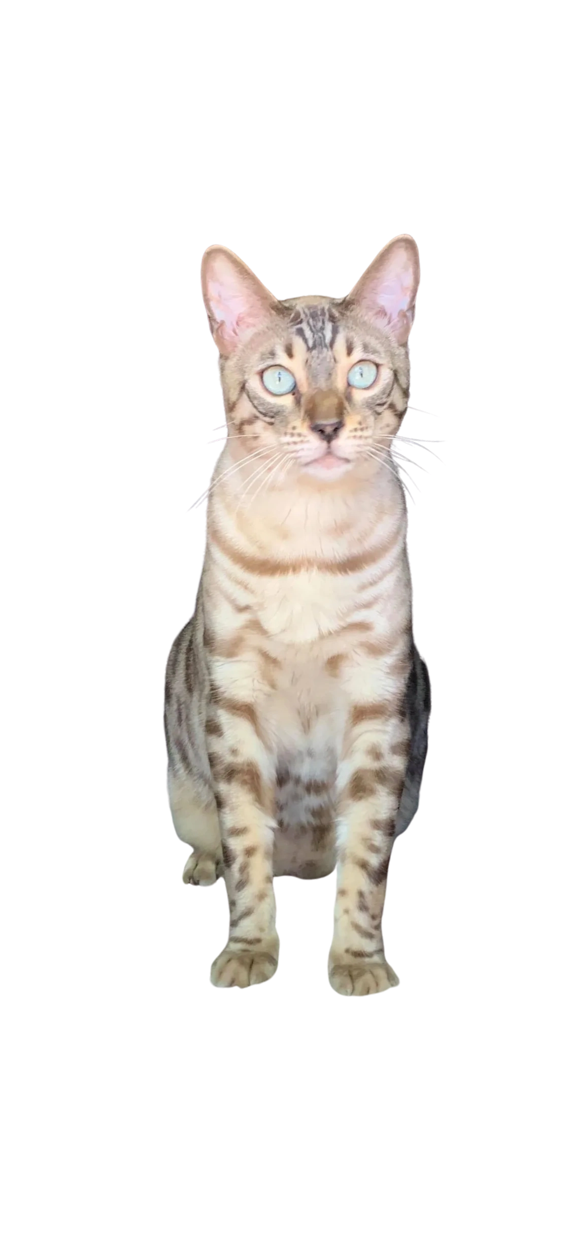 why-is-my-cat-peeing-outside-litter-box