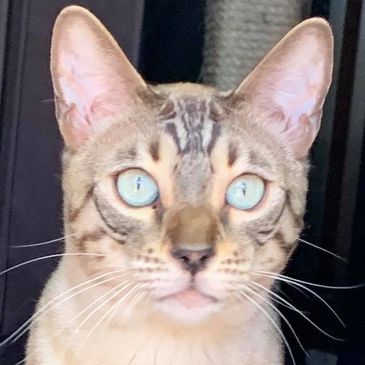 Seal Mink Snow Bengal Cat Watching Birds