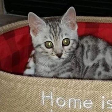 Silver F2 Bengal Cat in a basket