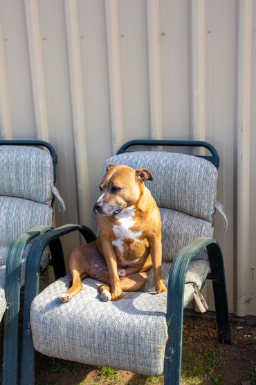 Pets at Green Gables Stables