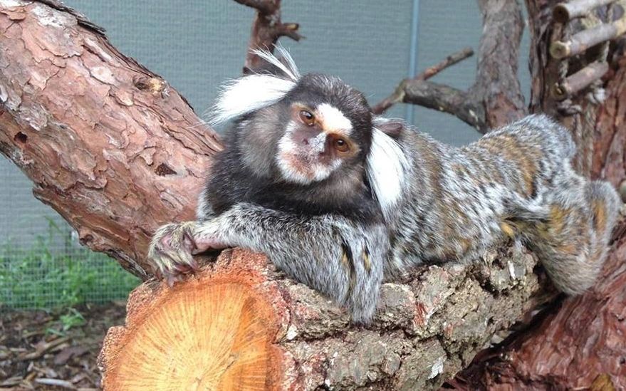 baby marmoset for sale, finger monkey, marmoset for sale, monkey, monkey for sale, monkey breeder 