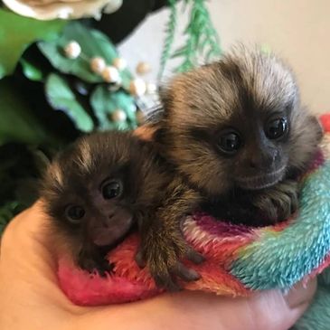 baby marmoset for sale, finger monkey, marmoset for sale, monkey, monkey for sale, monkey breeder 