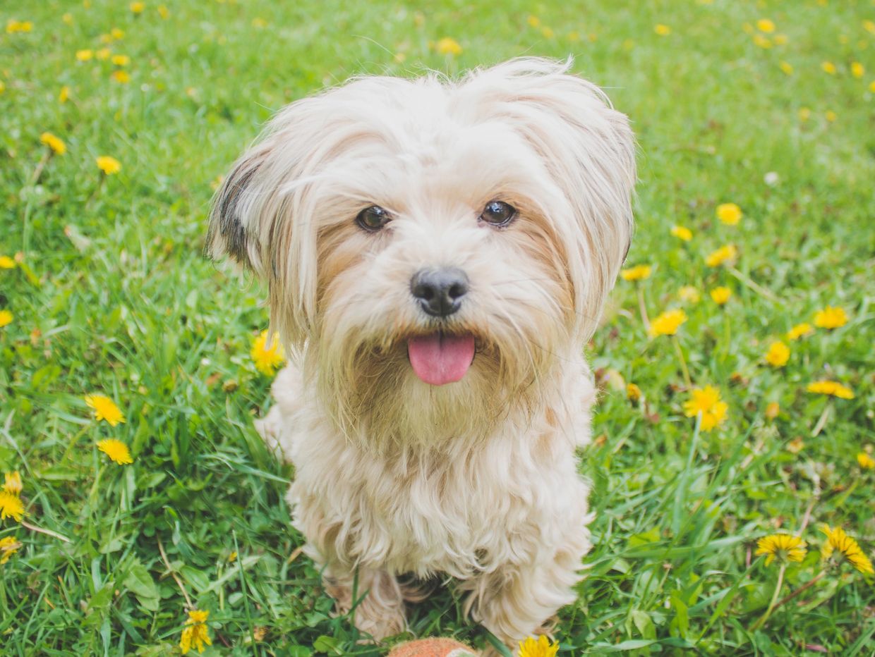 pet dog in field of grass with flowers