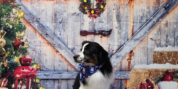Dog with Christmas decor and wreath.