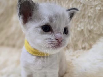 Ragdoll Kitten for sale in London, Lilac Yellow collar. 