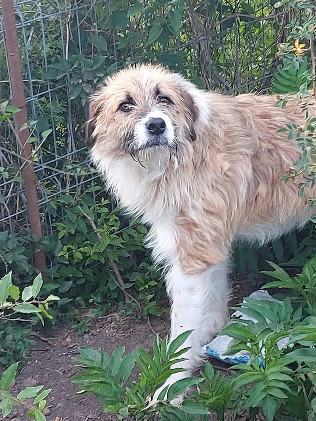 This is Harvey, a medium to large dog, 