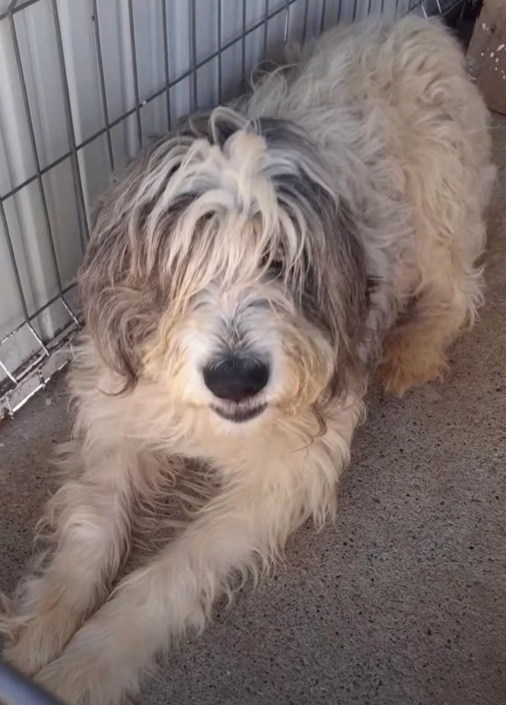 This is Barney, a Mioritic Shepherd Dog. 